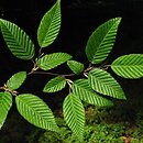 Carpinus henryana (grab Henryego)