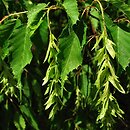Carpinus laxiflora (grab luźnokwiatowy)