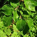 Carpinus monbeigiana