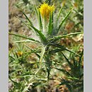 Carthamus lanatus (krokosz błękitny)