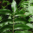 Carya illinoinensis (orzesznik pekanowy)
