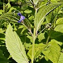 Tripora divaricata