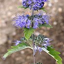 Caryopteris incana (barbula szara)