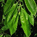 Castanea mollissima (kasztan chiński)
