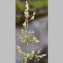 Catabrosa aquatica (brodobrzanka wodna)