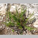 Catapodium rigidum (skleropoa sztywna)