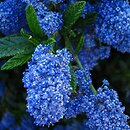 Ceanothus thyrsiflorus (prusznik płożący )
