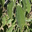 Celtis australis (wiązowiec południowy)