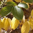 Celtis bungeana