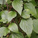 Celtis caucasica (wiązowiec kaukaski)