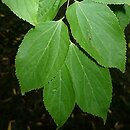 Celtis jessoensis