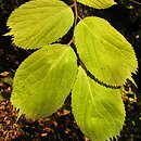 Celtis koraiensis (wiązowiec koreański)
