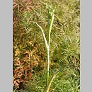 Cenolophium denudatum (wzdęcin Fischera)