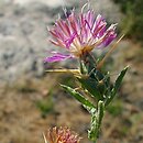 Centaurea calcitrapa (chaber kolący)
