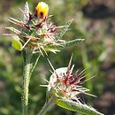 Centaurea melitensis (chaber maltański)