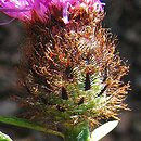 Centaurea nigra (chaber ciemny)