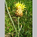 Centaurea orientalis (chaber wschodni)