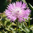 Centaurea pulcherrima (chaber piękny)