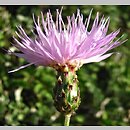 Centaurea simplicicaulis