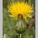 Centaurea thracica