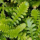 Cotula minima