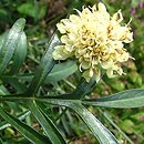 Cephalaria gigantea (głowaczek olbrzymi)