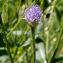 Cephalaria syriaca (głowaczek syryjski)
