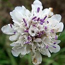 Cephalaria transylvanica