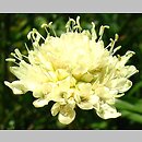 Cephalaria uralensis (głowaczek uralski)