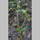 Cerastium macrocarpum (rogownica wielkoowockowa)