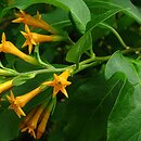 Cestrum aurantiacum