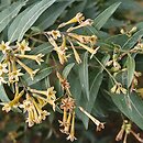 Cestrum parqui