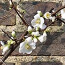 Chaenomeles speciosa Nivalis