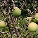 Chaenomeles thibetica