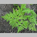 Chaerophyllum aureum (świerząbek złotawy)