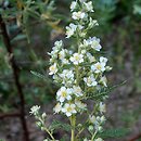 Chamaebatiaria millefolium