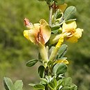 Chamaecytisus elongatus (szczodrzeniec wydłużony)