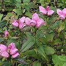 Chelone obliqua (żółwik ukośny)