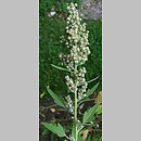 Chenopodium quinoa (komosa ryżowa)