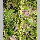 Chenopodium urbicum (komosa trójkątna)