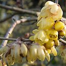 Chimonanthus praecox var. grandiflorus