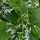 Chionanthus retusus (śniegowiec chiński)