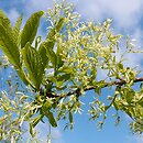 Chionanthus virginicus (śniegowiec wirginijski)