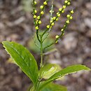 Chloranthus (zielonokwiat)