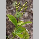 Chloranthus spicatus