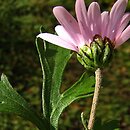 Chrysanthemum oreastrum