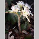 Chrysosplenium macrophyllum