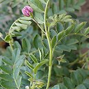 Cicer arietinum (ciecierzyca pospolita)