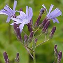 Cicerbita bourgaei