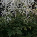 Actaea dahurica (pluskwica dahurska)